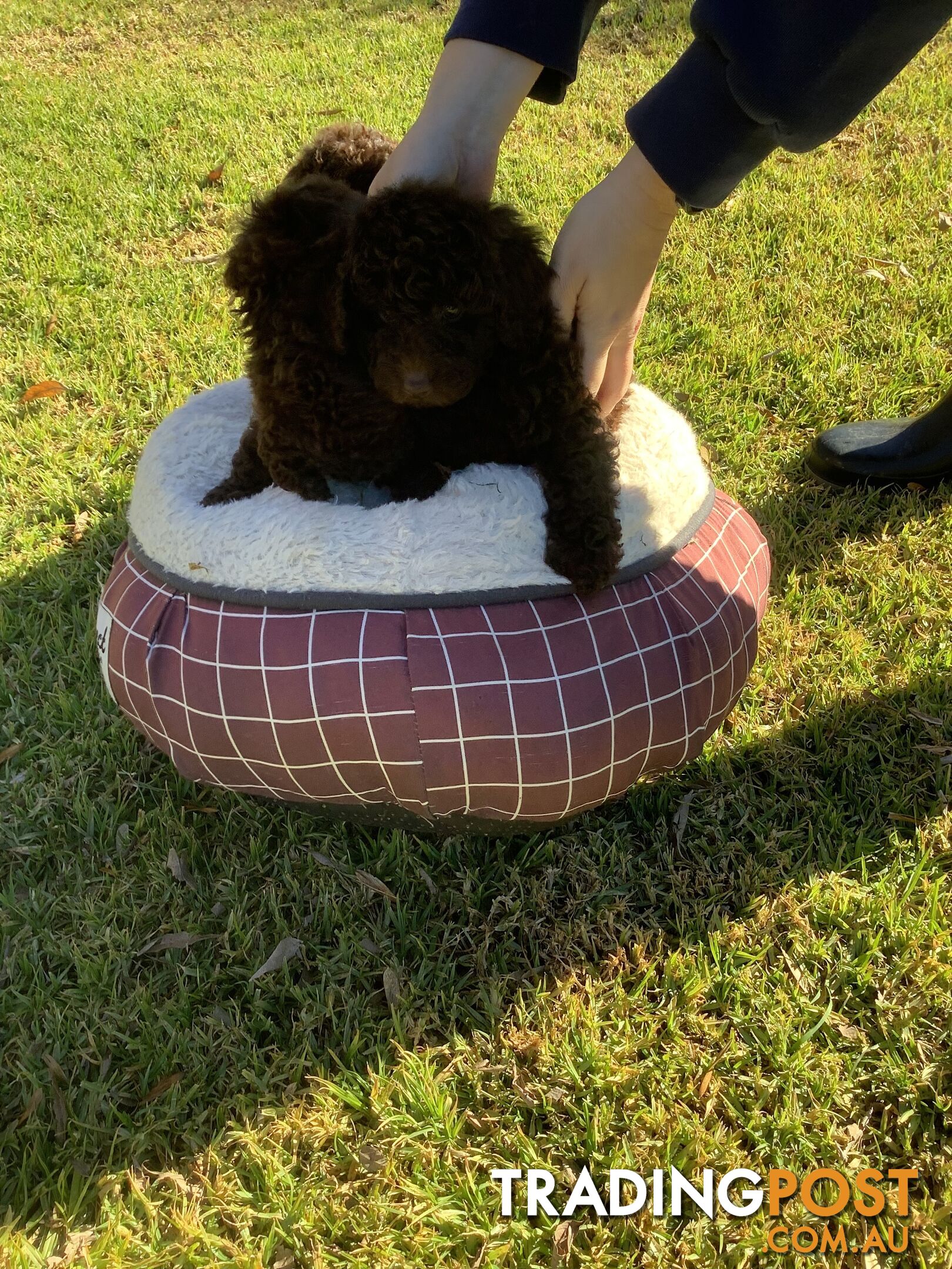 MINIATURE POODLE PUPPIES