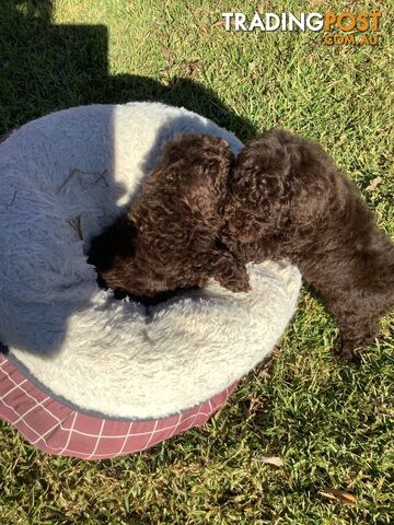 MINIATURE POODLE PUPPIES