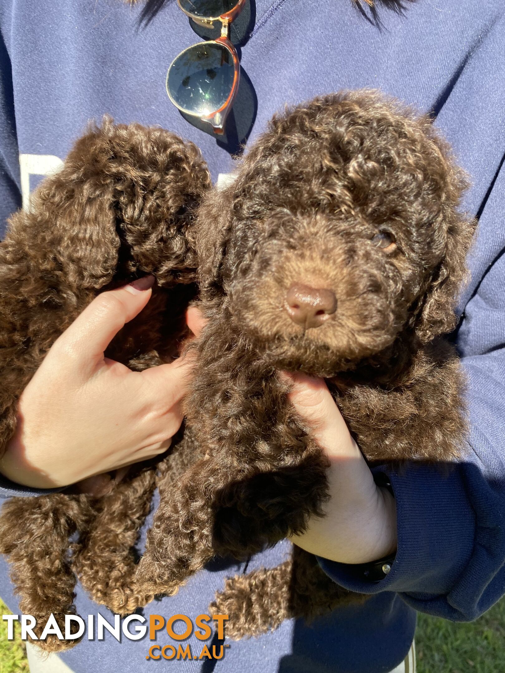 MINIATURE POODLE PUPPIES