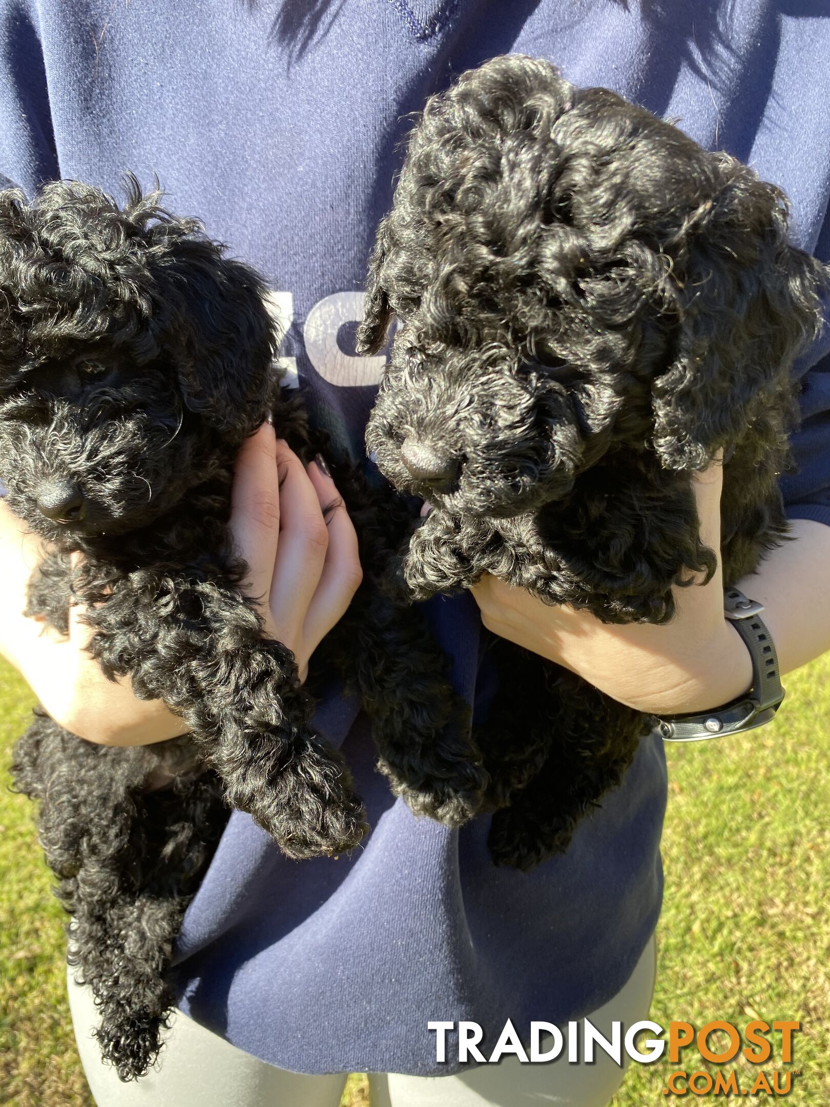 MINIATURE POODLE PUPPIES