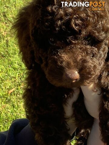 MINIATURE POODLE PUPPIES