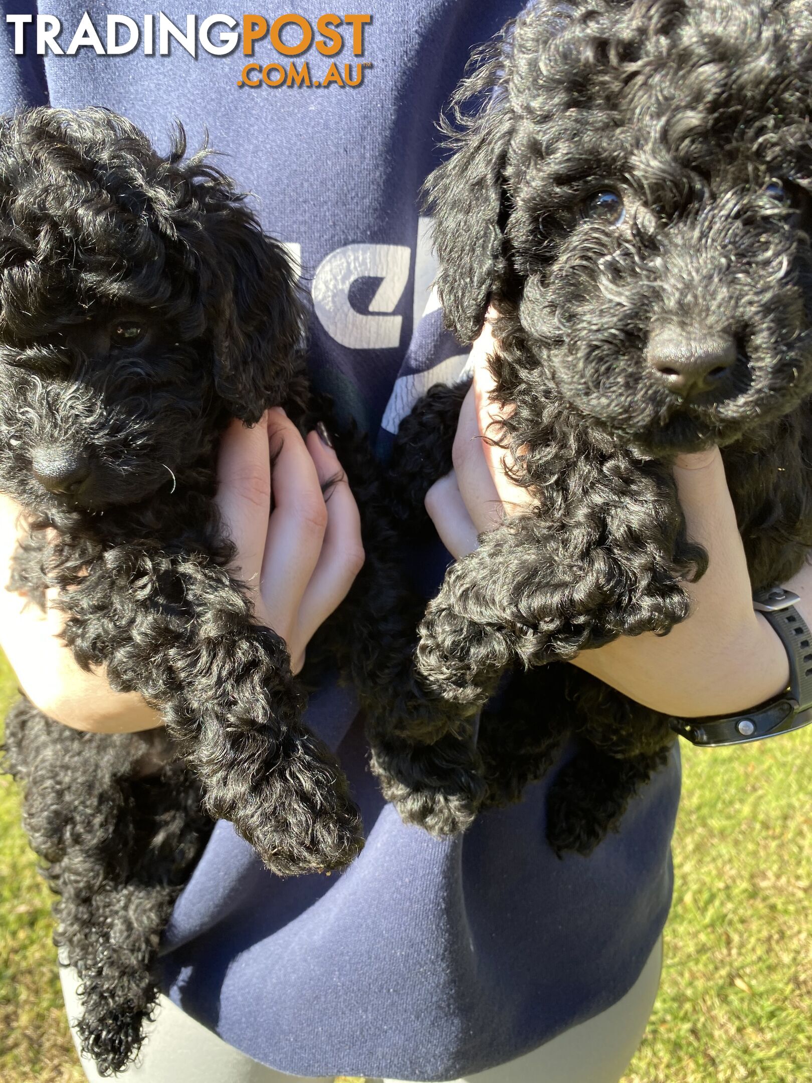 MINIATURE POODLE PUPPIES