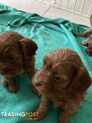 Ruby Red Cavoodle