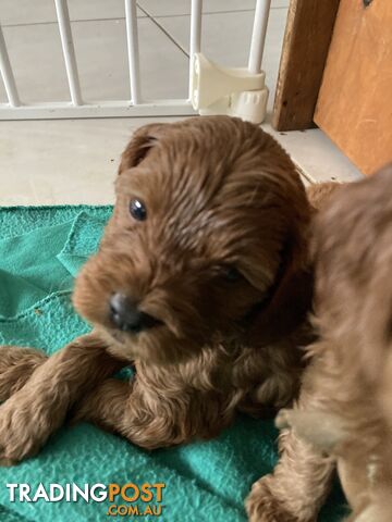 Ruby Red Cavoodle