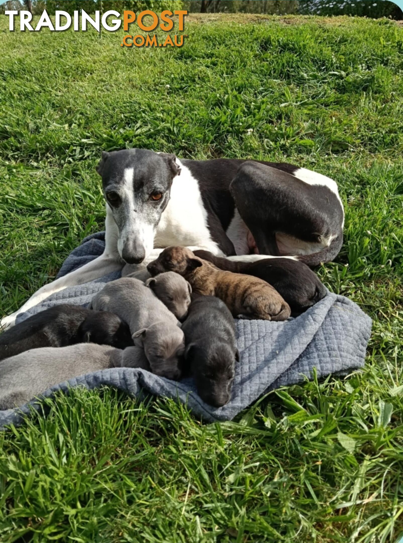 Pure bred whippet pups