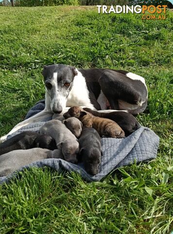 Pure bred whippet pups