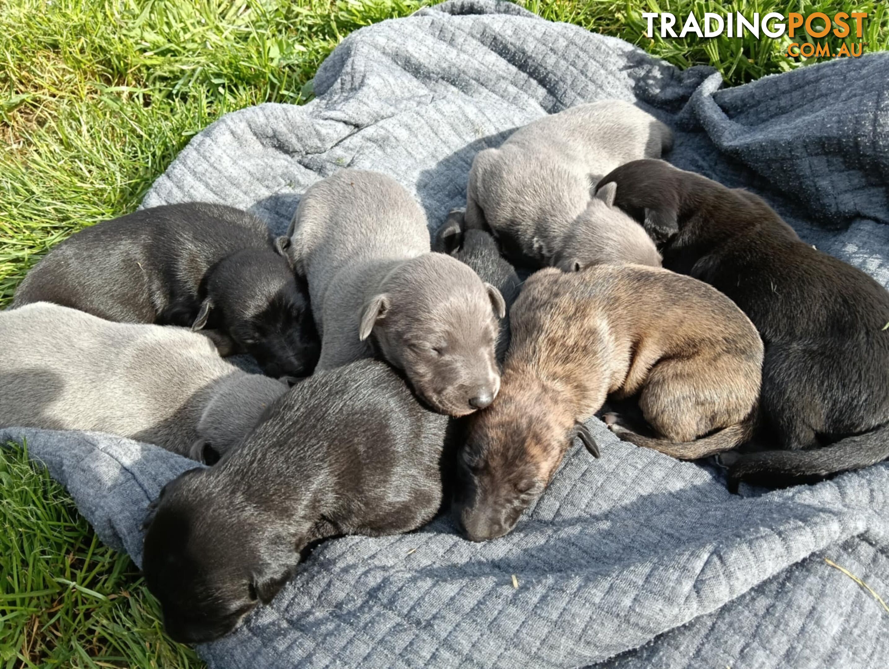 Pure bred whippet pups