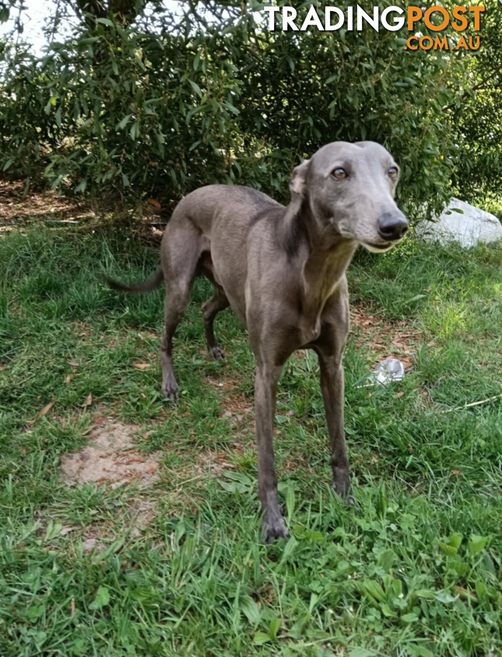 Pure bred whippet pups