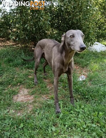 Pure bred whippet pups