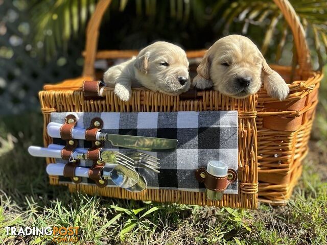 Golden Retriever Puppies Hervey Bay