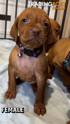 Vizsla Puppys