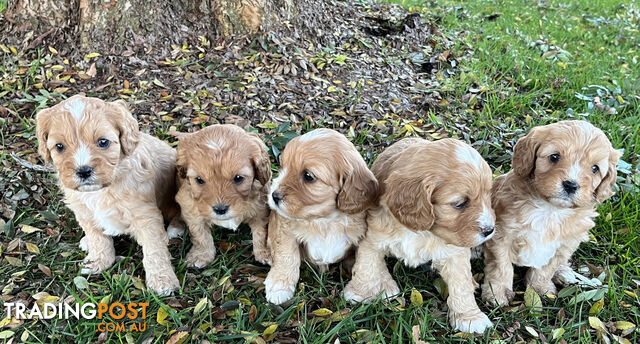Toy Cavoodle Puppies  2 Males Sold
