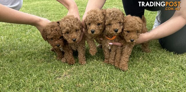 Toy Poodle Puppies Red Males Females Purebred