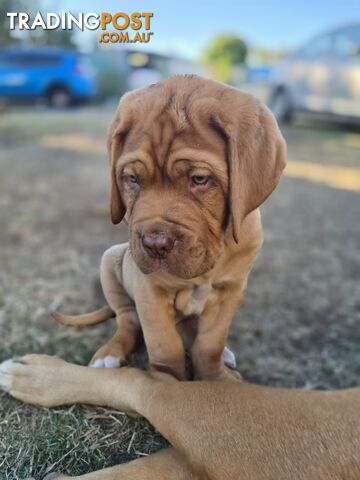 Dogue De Bordeaux