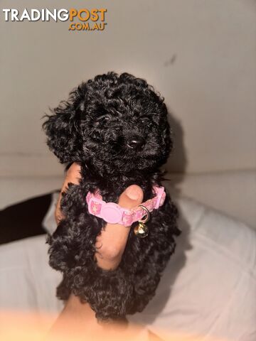 Tiny Bundles of Joy Toy Poodle Puppies Ready for Their Forever Home!