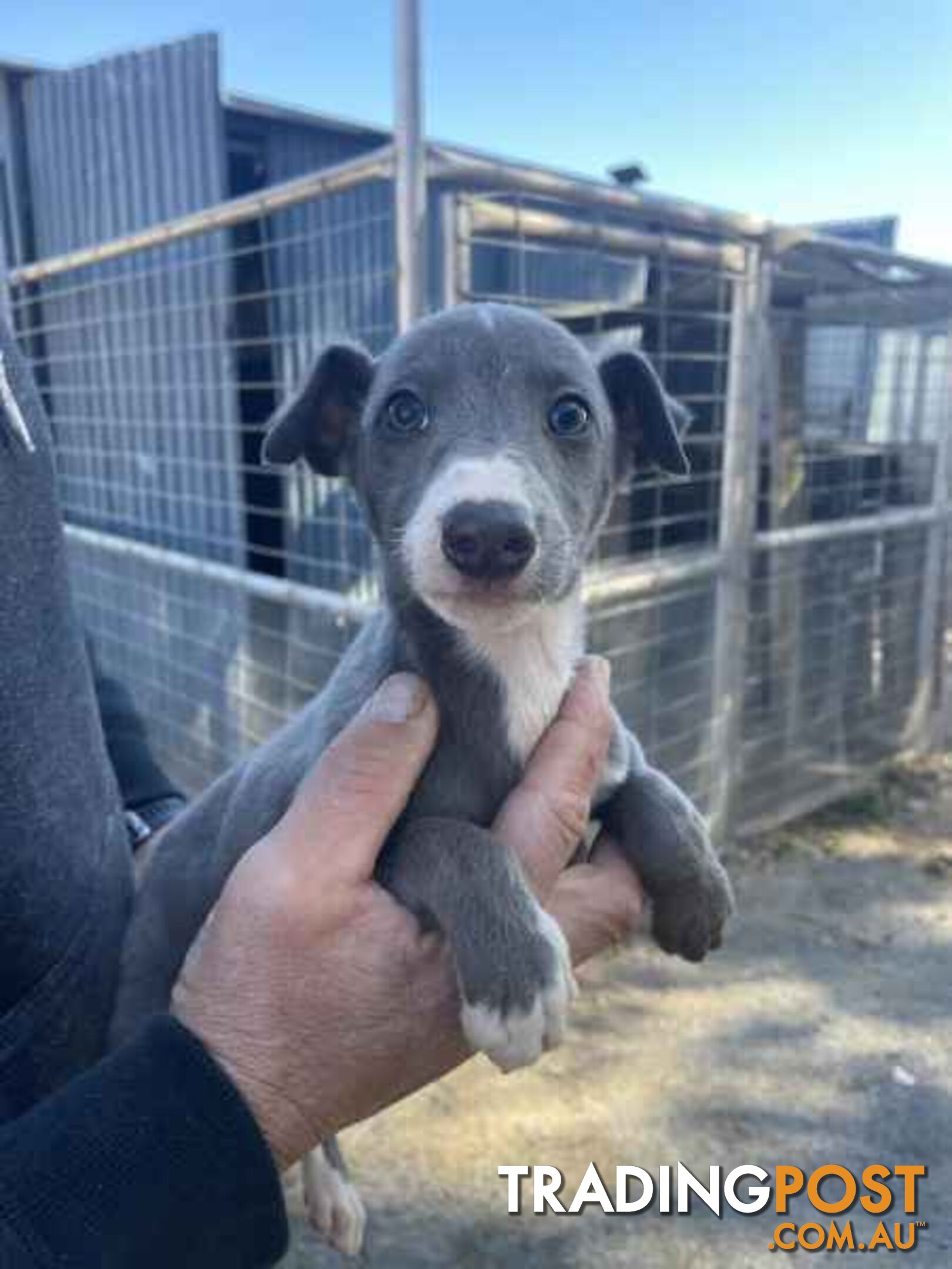 Whippet x maremma