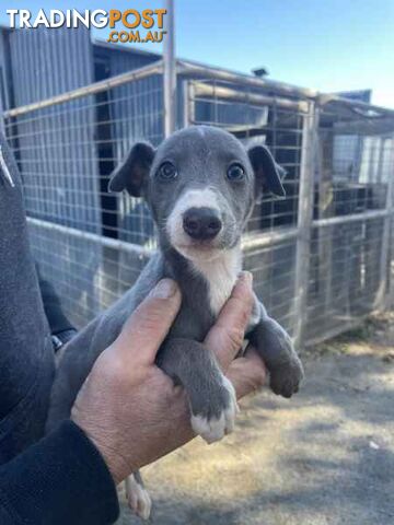 Whippet x maremma