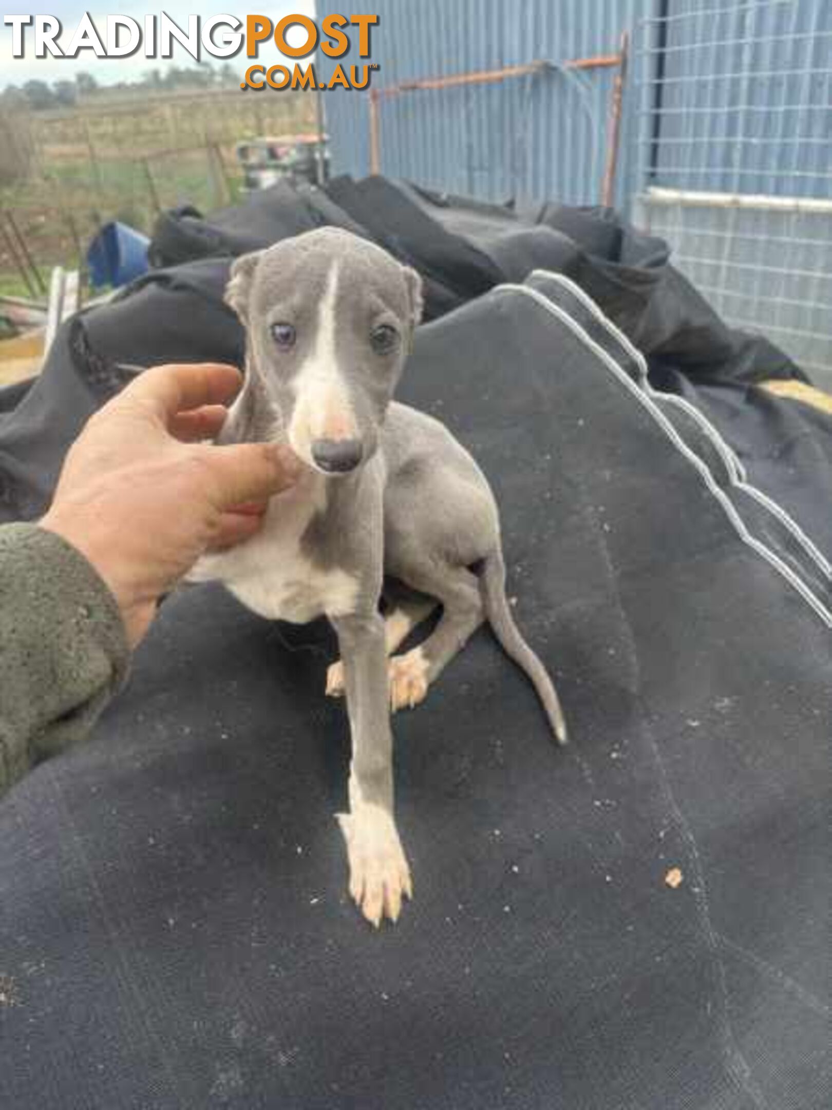 Whippet x maremma