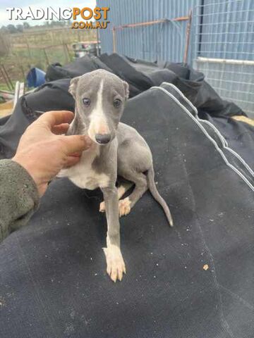 Whippet x maremma