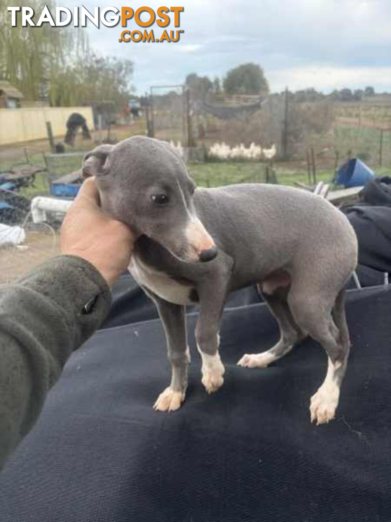 Whippet x maremma