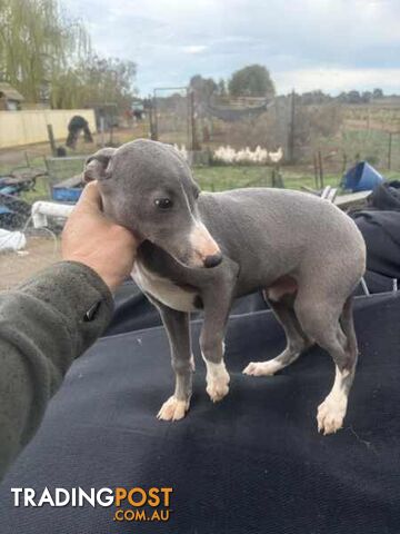 Whippet x maremma