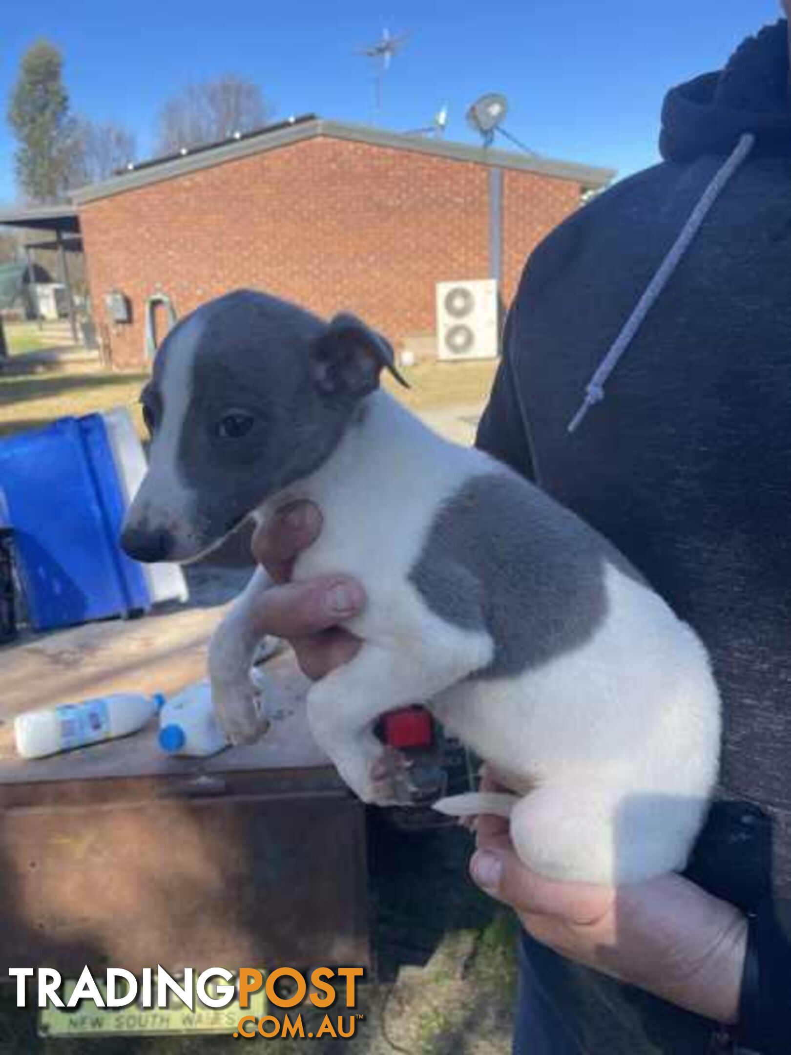 Whippet x maremma