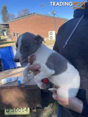 Whippet x maremma