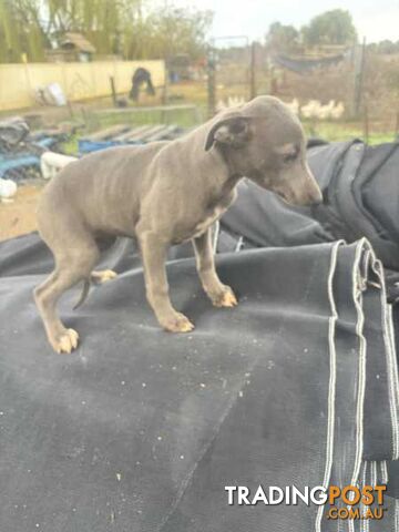 Whippet x maremma