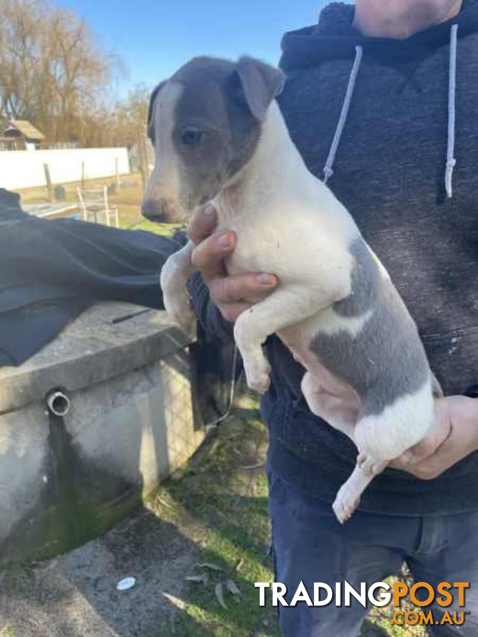 Whippet x maremma