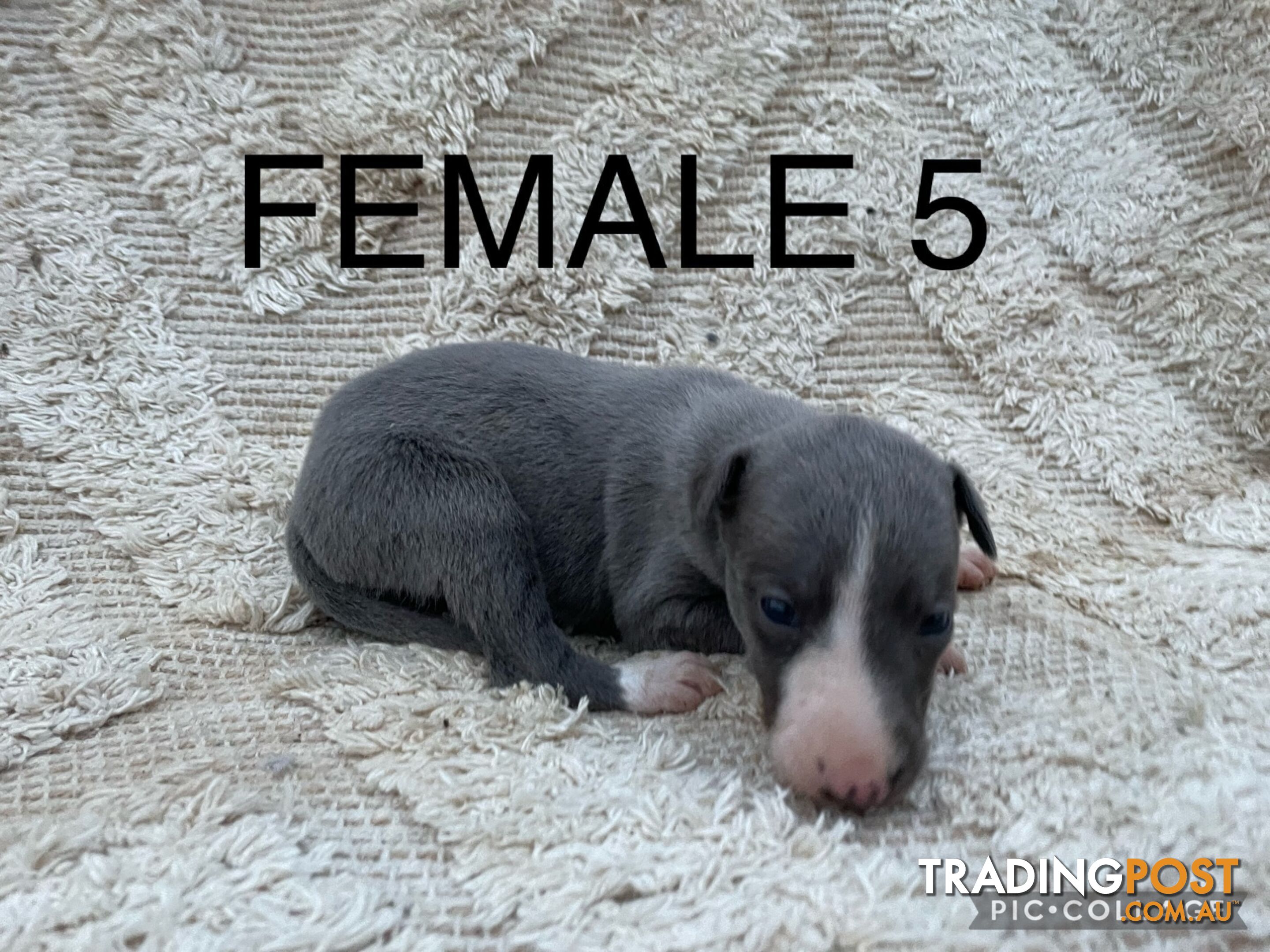 Purebred Whippet Pups