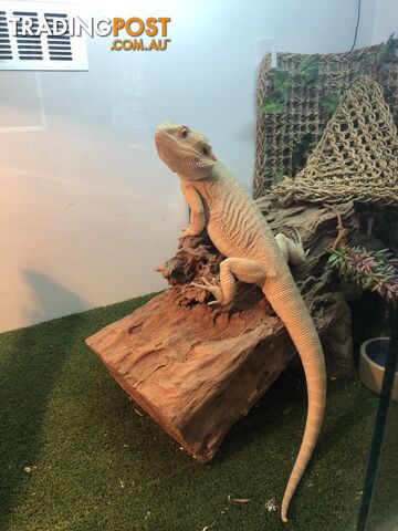 Bearded dragon and complete set up