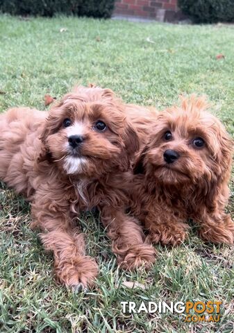 Red cavoodles