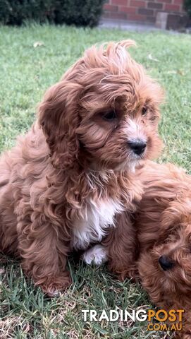 Red cavoodles