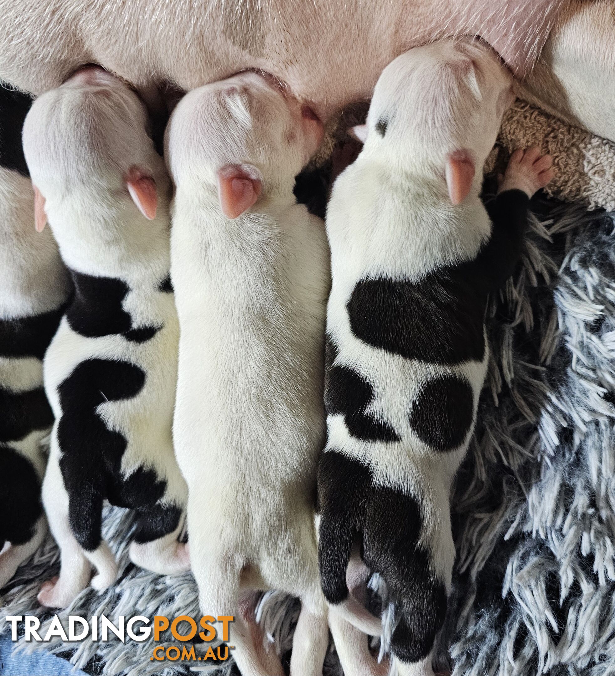 White and Black Staffordshire Bull Terrier Male Puppies