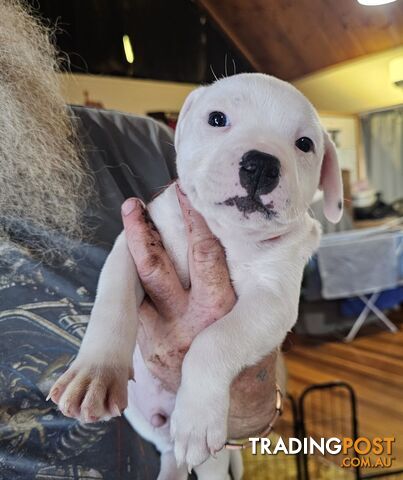 White Staffordshire Bull Terrier Male Puppies