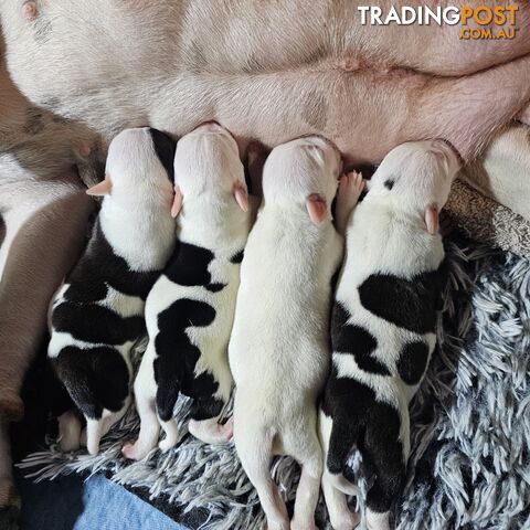 White and Black Staffordshire Bull Terrier Male Puppies