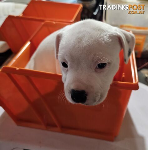 White Staffordshire Bull Terrier Male Puppies