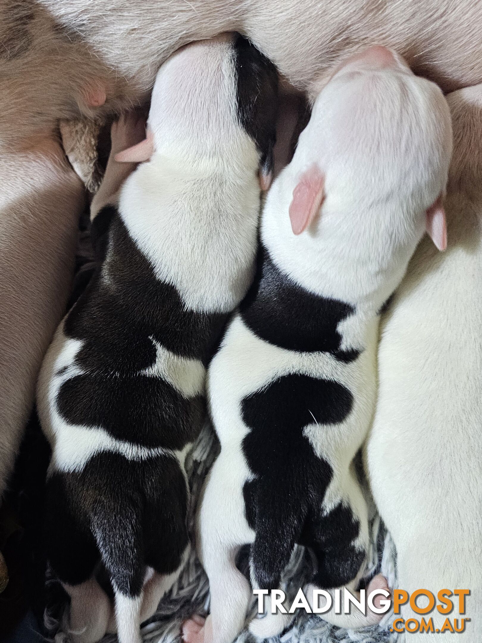 White and Black Staffordshire Bull Terrier Male Puppies