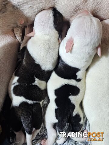 White and Black Staffordshire Bull Terrier Male Puppies