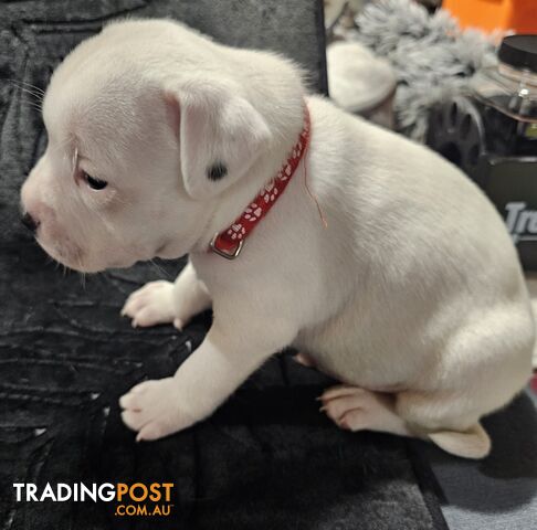 White and Black Staffordshire Bull Terrier Male Puppies