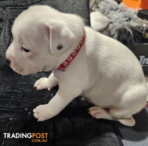 White Staffordshire Bull Terrier Male Puppies