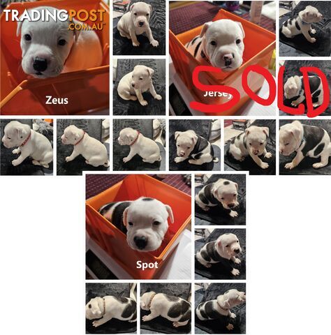 White and Black Staffordshire Bull Terrier Male Puppies