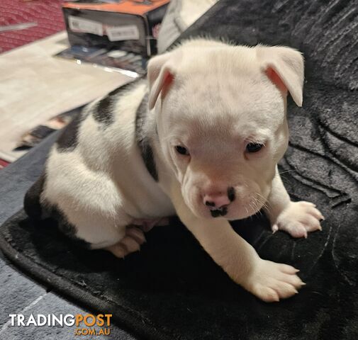 White and Black Staffordshire Bull Terrier Male Puppies