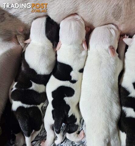 White and Black Staffordshire Bull Terrier Male Puppies