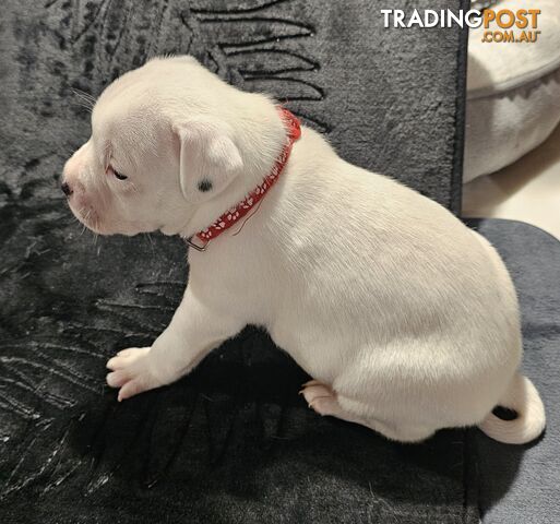 White and Black Staffordshire Bull Terrier Male Puppies