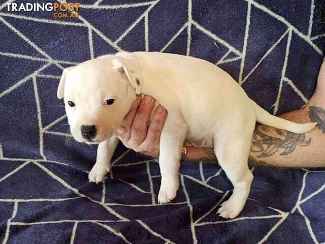 White Staffordshire Bull Terrier Male Puppies