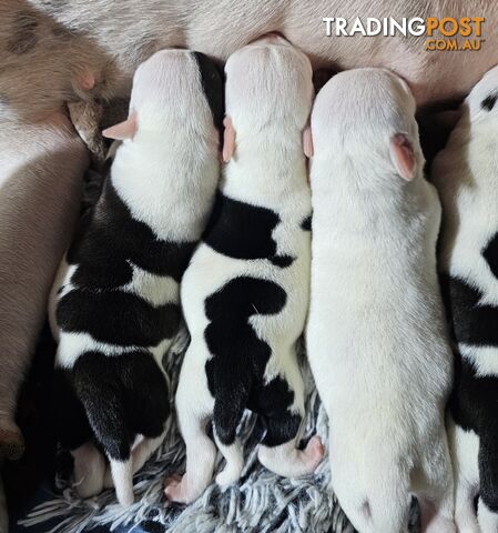 White and Black Staffordshire Bull Terrier Male Puppies