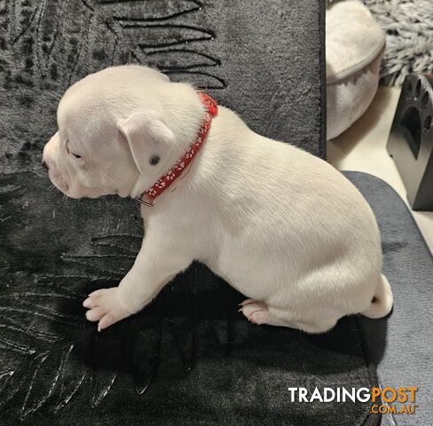 White Staffordshire Bull Terrier Male Puppies