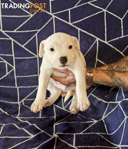 White Staffordshire Bull Terrier Male Puppies