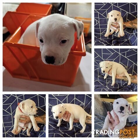 White Staffordshire Bull Terrier Male Puppies